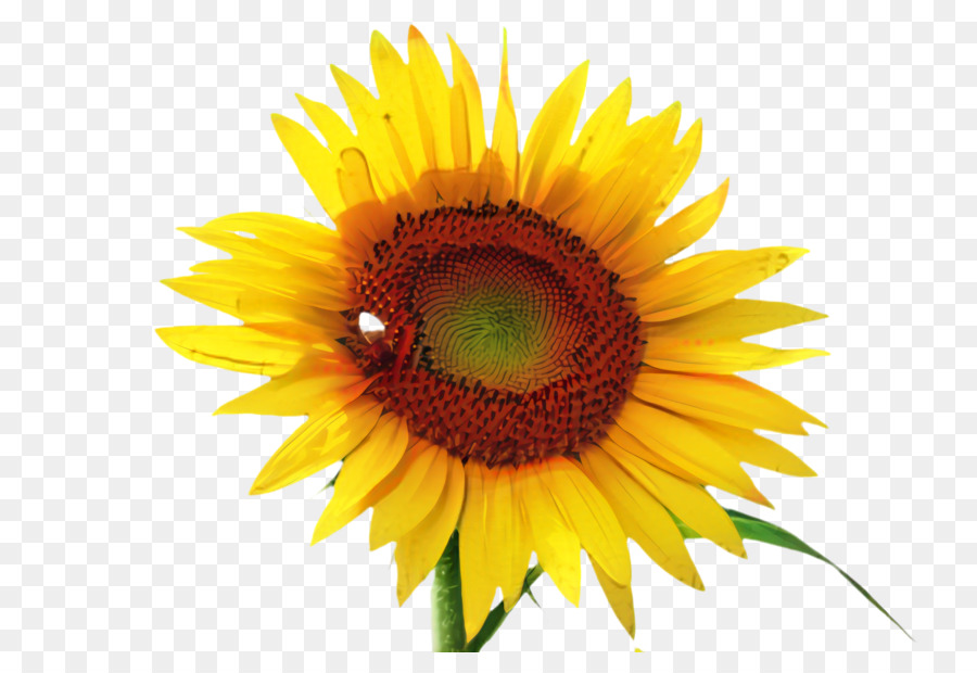 Gemeinsame Sonnenblume Bild Portable Network Graphics - 