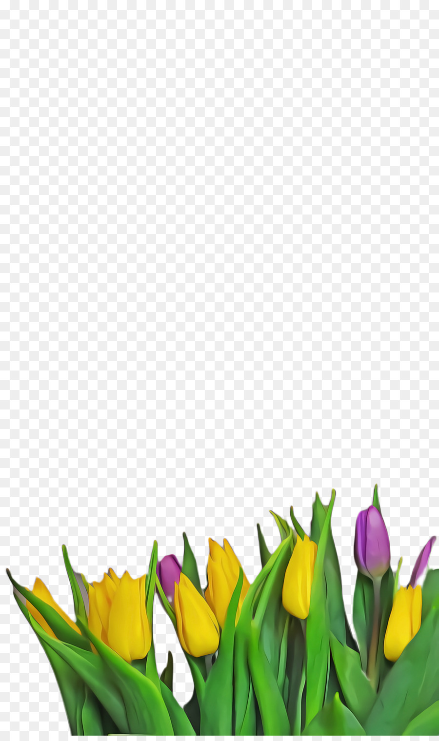 Tulip Cut fiori Acquerello pittura Portable Network Graphics - 