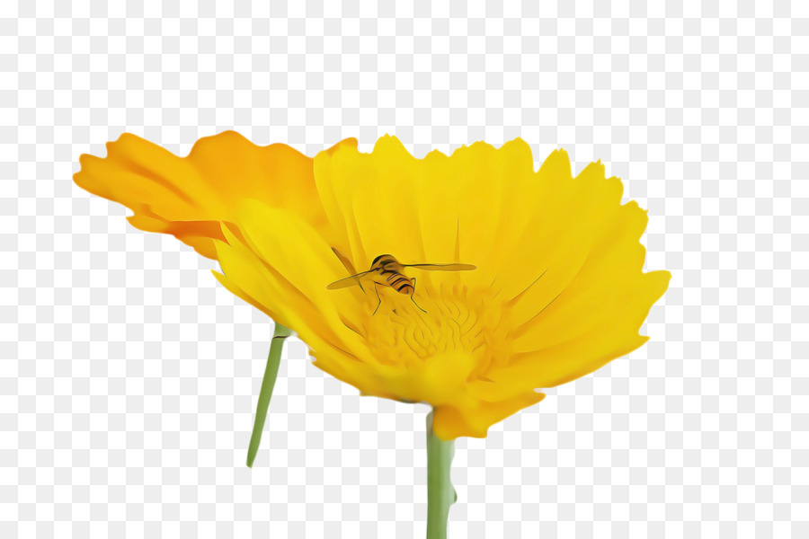 Mật ong hình ảnh mật hoa - 
