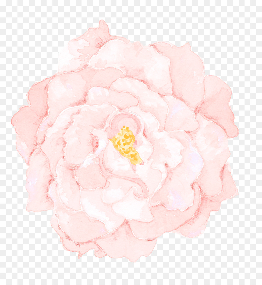 Kohl rose Garden Rosen, Pfingstrosen Schneiden, Blumen Blütenblatt - Aquarell Marsala