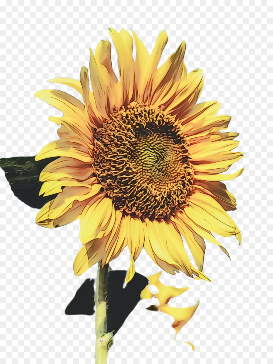 Gemeinsame Sonnenblume Sonnenblumensamen ClipArt Gänseblümchen-Familie Aquarellmalerei - 