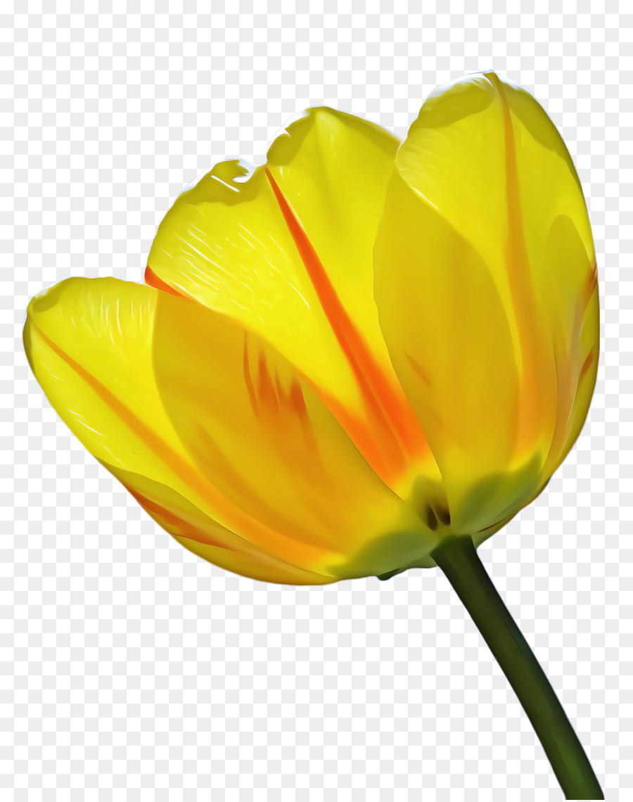 Hoa cầm tay mạng đồ họa Lily Plants Petal - 