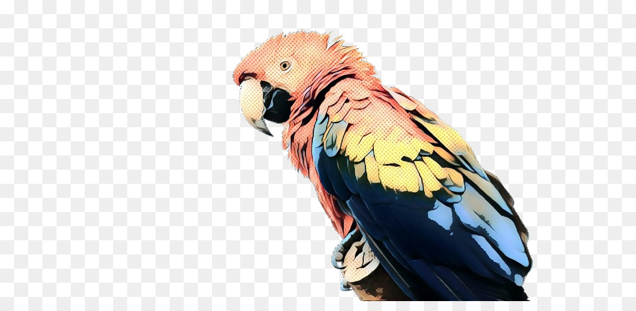 Macaw Lovebird Parakeet Beak Feather - 