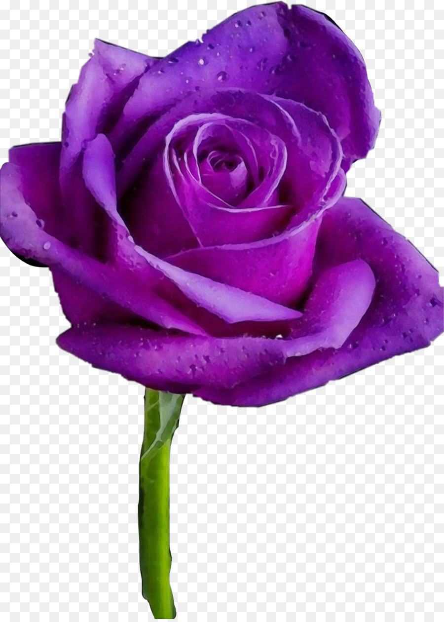 Rose da giardino Flower Cabbage rose Rose dorate - 