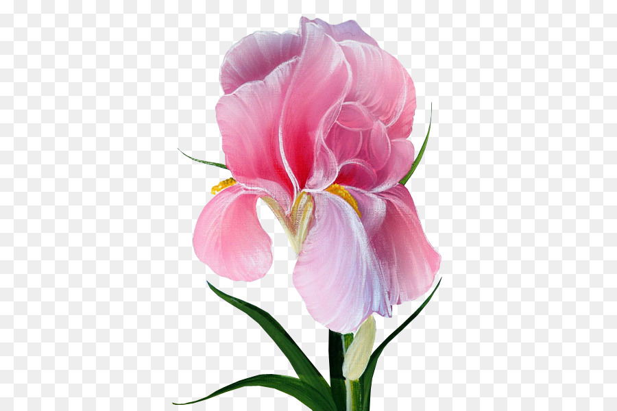 Schnittblumen Gartenrosen Iris Aquarellmalerei - Blumeniris