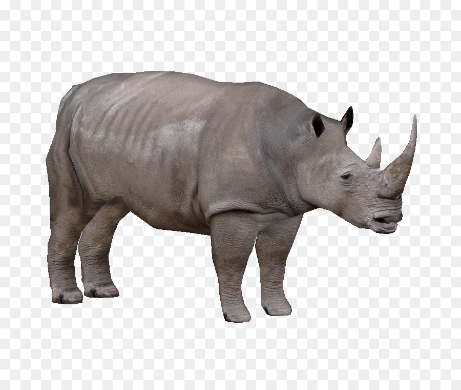 Western Black Rhinoceros Rhinoceros