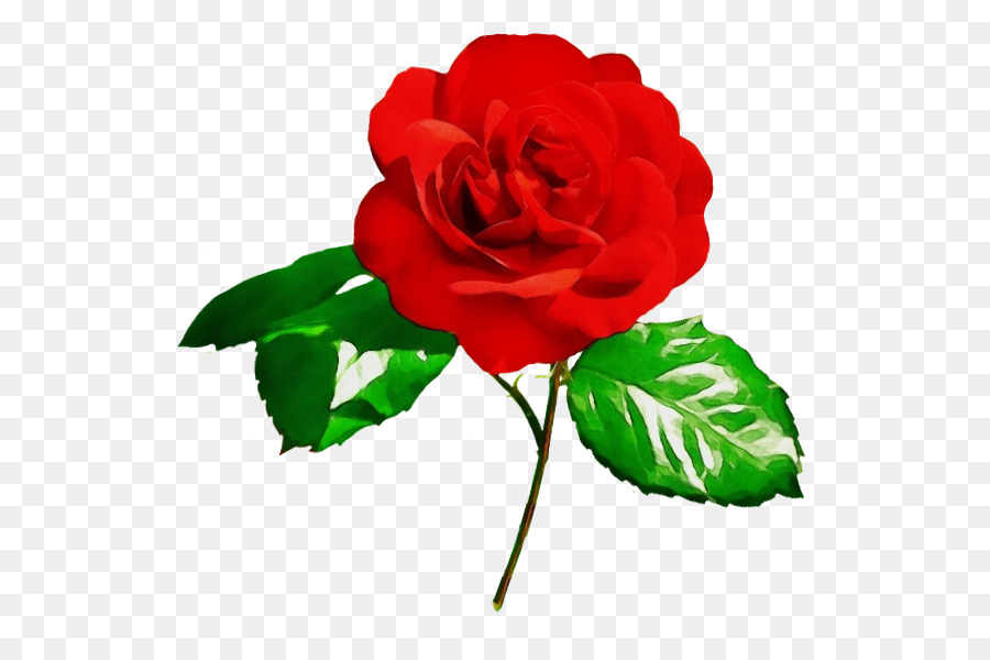 Gartenrosen Kohlrose China-Rose Floribunda-Malerei - 