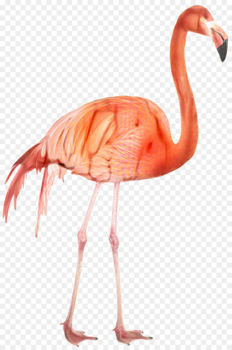 Tragbare Netzwerkgrafiken ClipArt-Transparenz Flamingo Image - 