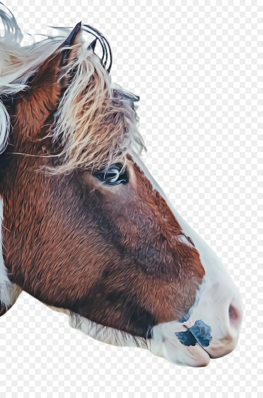 Shetland pony Foal Mare Stallion - 