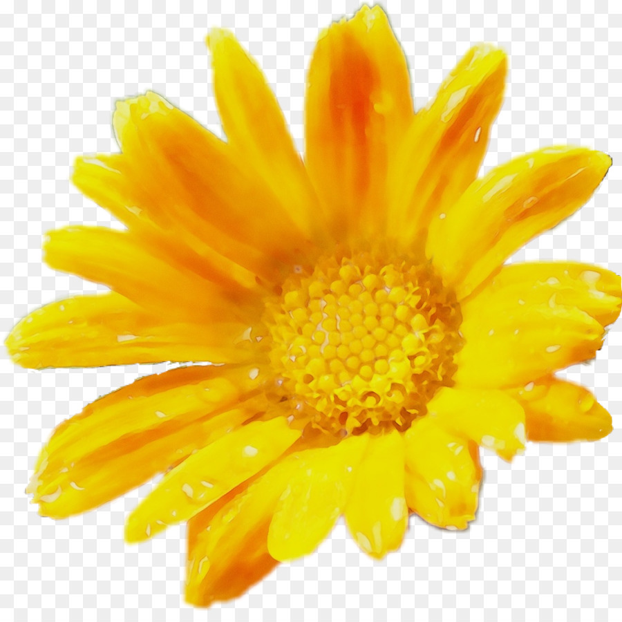 Immagine di piante di crisantemo comune tarassaco tarassaco - 