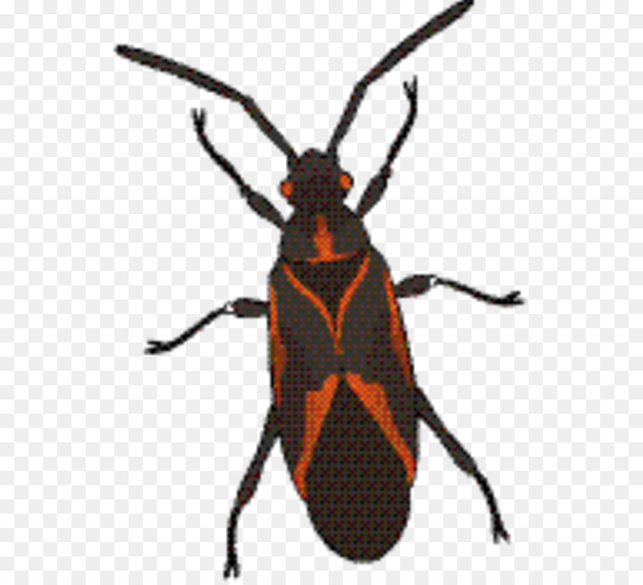 Rüsselkäfer Longhorn Käfer Scarabs - 
