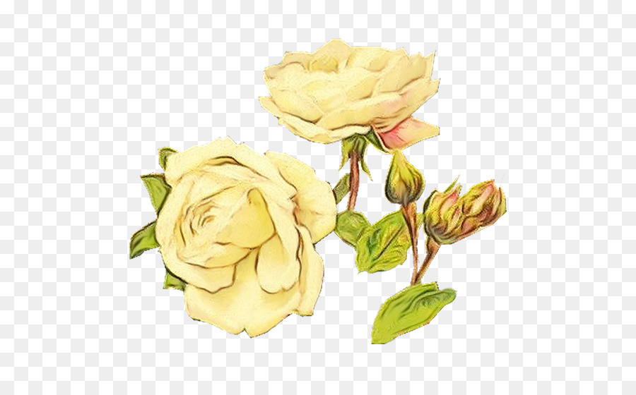 Garten Rosen Kohl rose Floribunda Schnittblumen Floral design - 