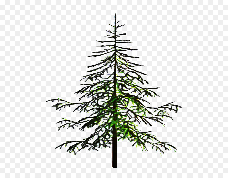 Spruce Fir ngày Giáng sinh Cây thông - 