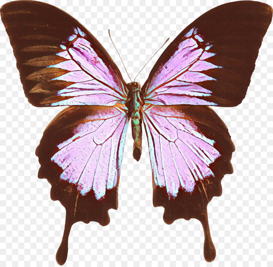 Ulysses Schmetterling Schwalbenschwanz Schmetterling Insekt Menelaos Blau Morpho Osttiger Schwalbenschwanz - 