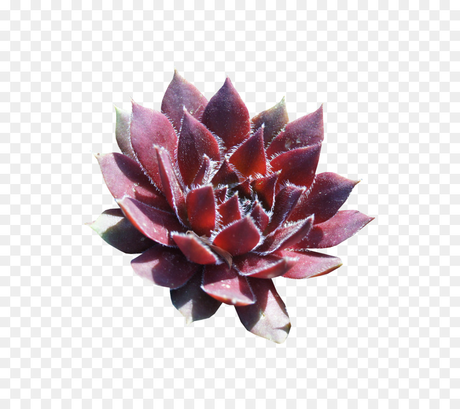 Tragbare Netzwerkgrafiken Flower Red Design Image - dunkelrot