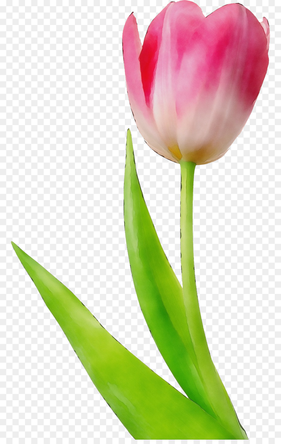 Đồ họa mạng di động Clip nghệ thuật minh bạch hình ảnh hoa tulip ...
