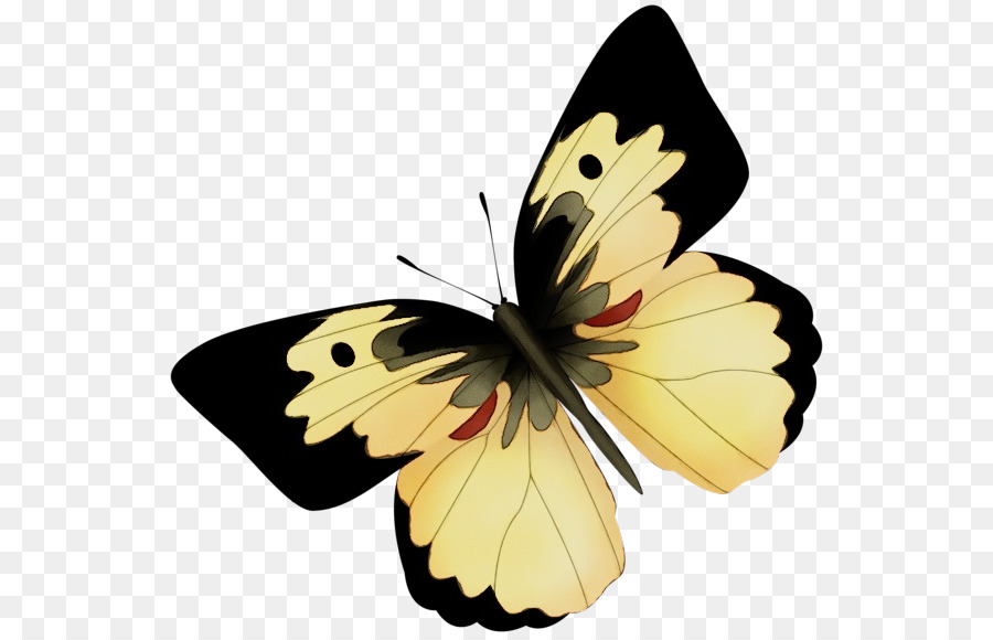 Farfalla monarca Pieridae Pennello zampe farfalle Falena - 