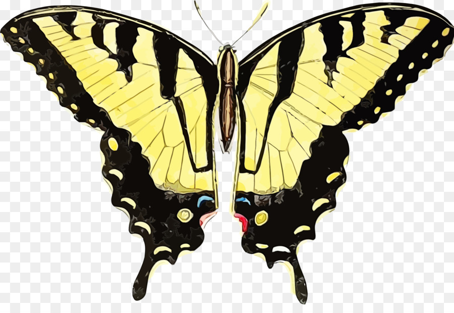 Swallowtail butterfly Old world swallowtail Nero coda di rondine orientale tigre coda di rondine insetto - 