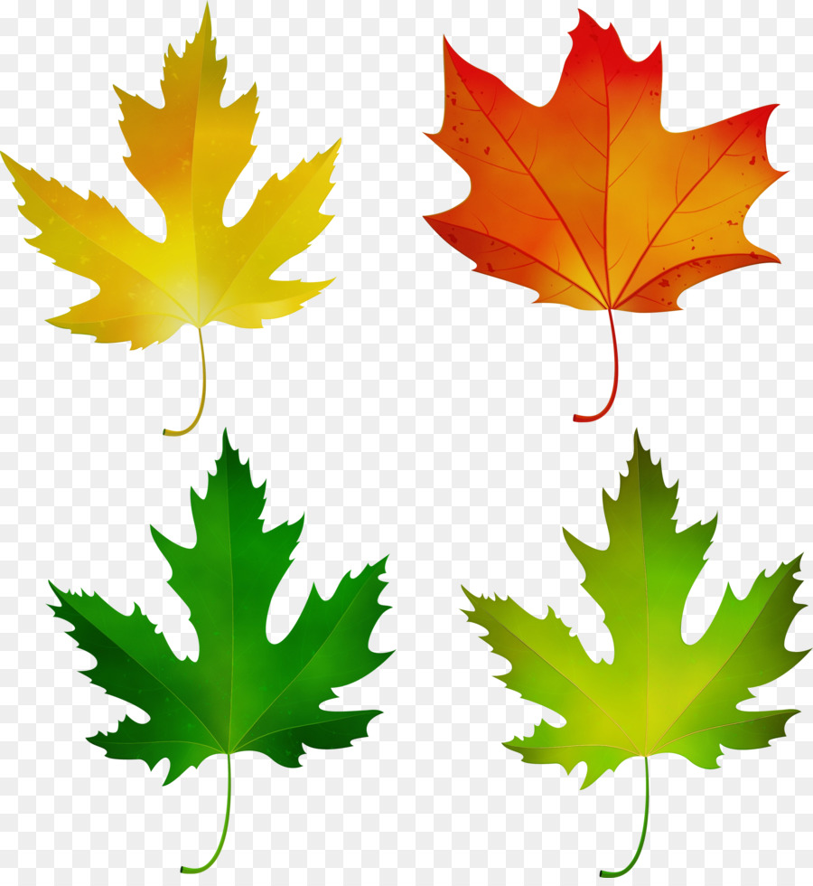 Maple leaf Portable Netzwerkgrafiken Bild Grün - 
