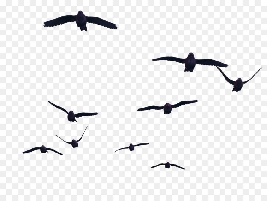 Immagine di trasparenza di ClipArt portatile di rete di Bird ClipArt - vista a volo d'uccello