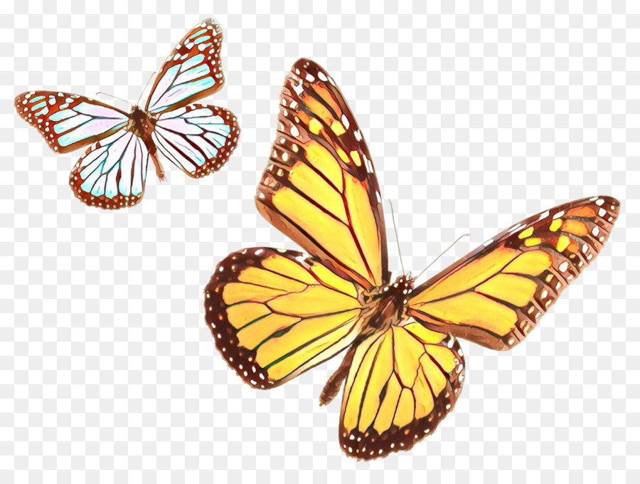 Farfalla monarca Riserva della biosfera Insetto Farfalle dai piedi a spazzola Menelao blu morfo - 