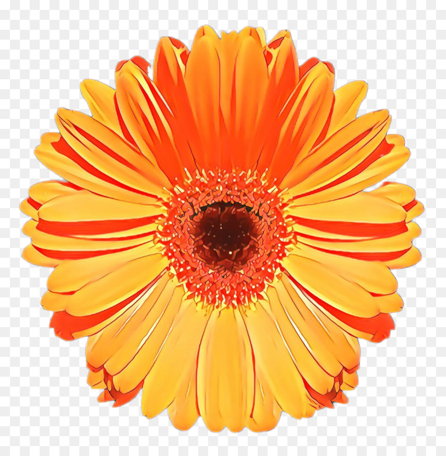 Margherita del Transvaal Crisantemo Margherita comune del fiore della margherita dei campi - 