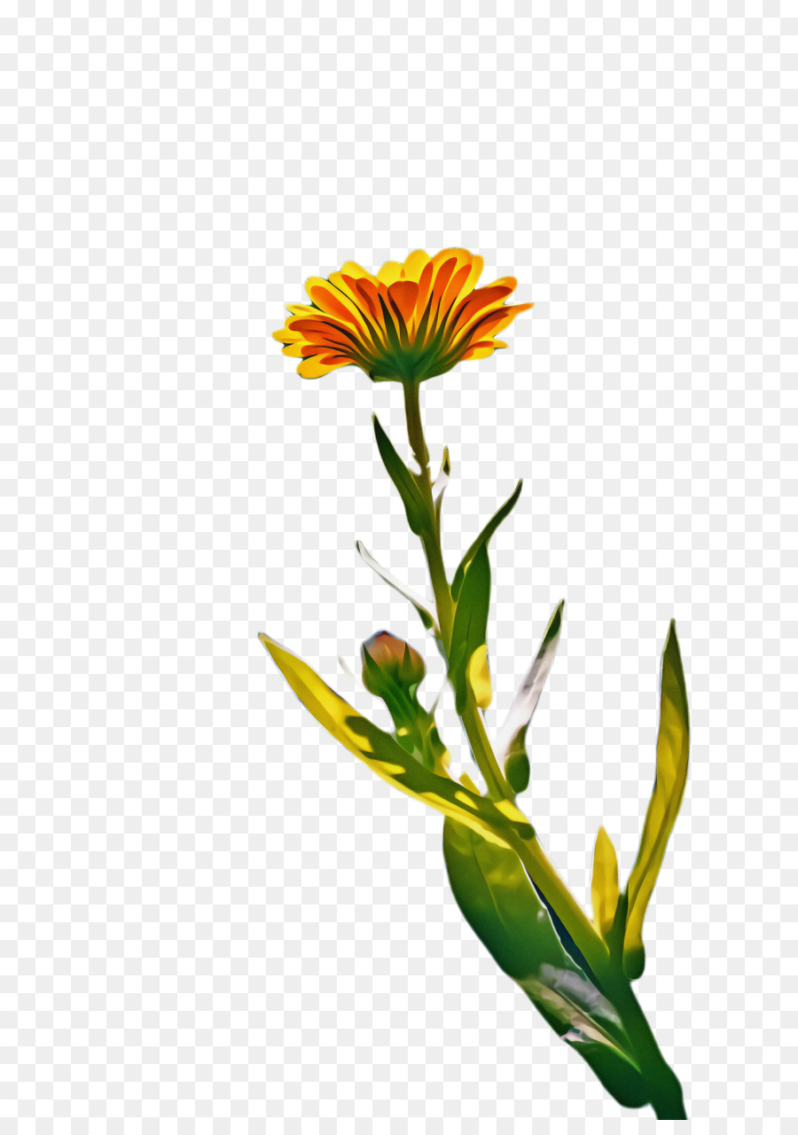 Schnittblumen Pflanzenstamm Blütenpflanze Gelbe Pflanzen - 