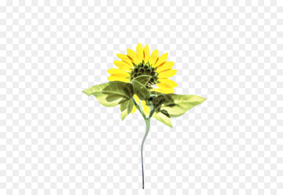 Gemeinsame Sonnenblume Schnittblumen Pflanzenstamm Sonnenblumensamen Gelb - 
