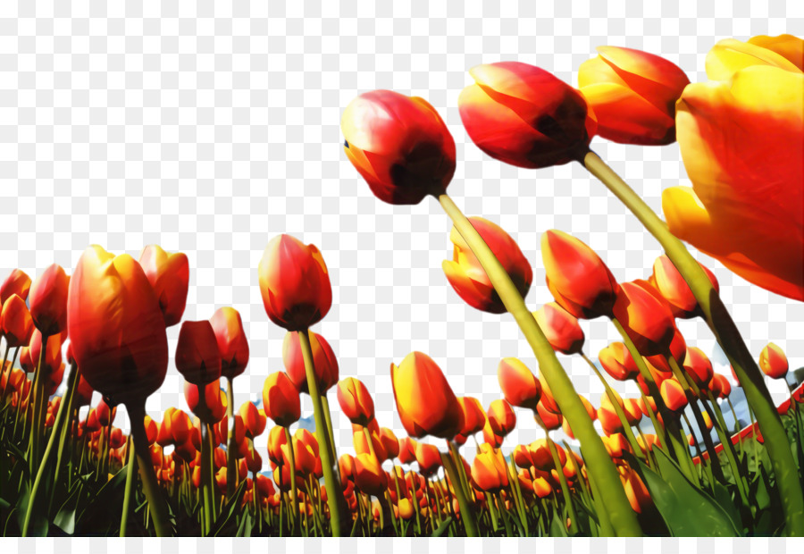 Tulip Flower Desktop Wallpaper Pflanzen Lily - 
