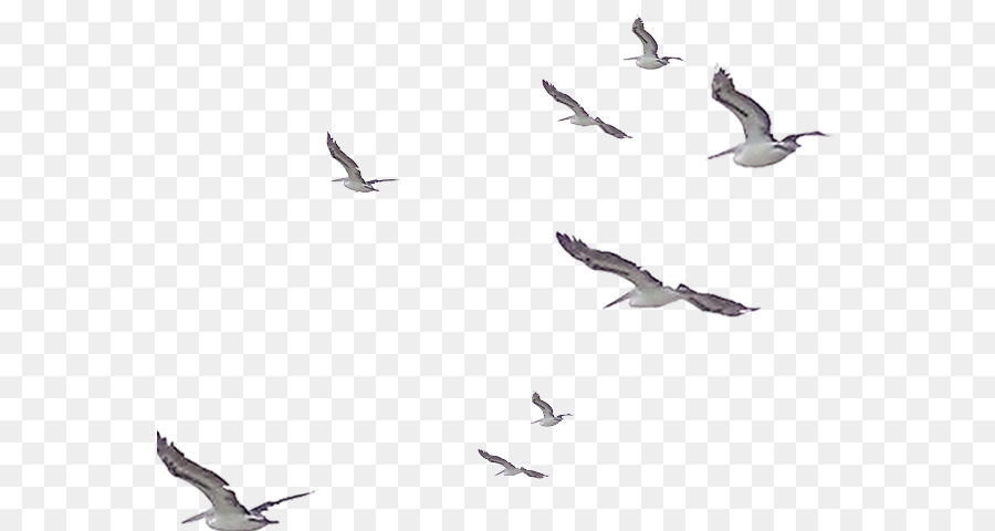 Immagine di rete portatile di uccelli Gabbiani Immagine Phoenicopterus - stormo di uccelli della Tailandia