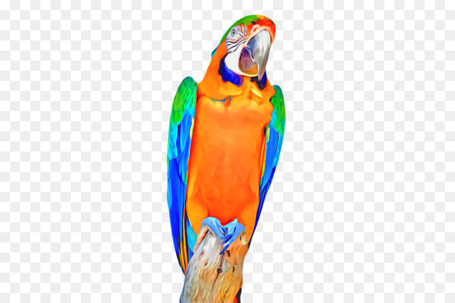 Macaw Pappagallo Becco Piume Pet - 