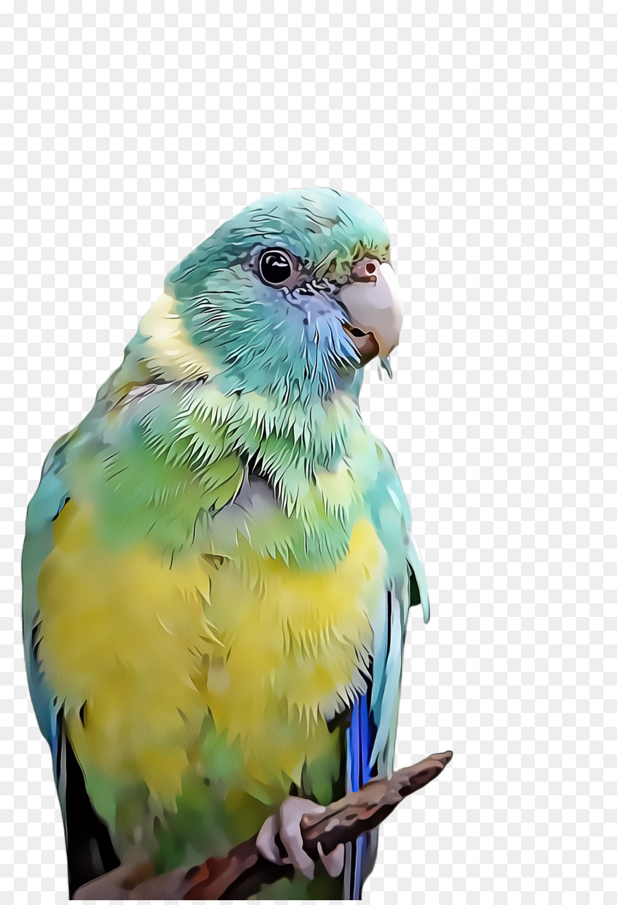 Agapornis Macaw Pappagallo, Piuma Becco - 