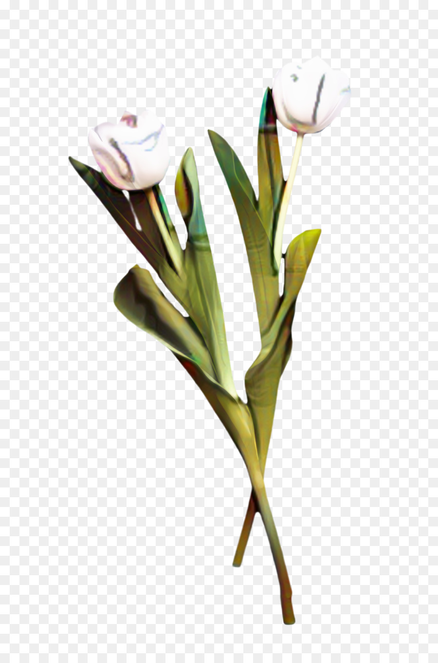 Tulip Schnittblumen Pflanzenstamm Blütenblatt Pflanzen - 
