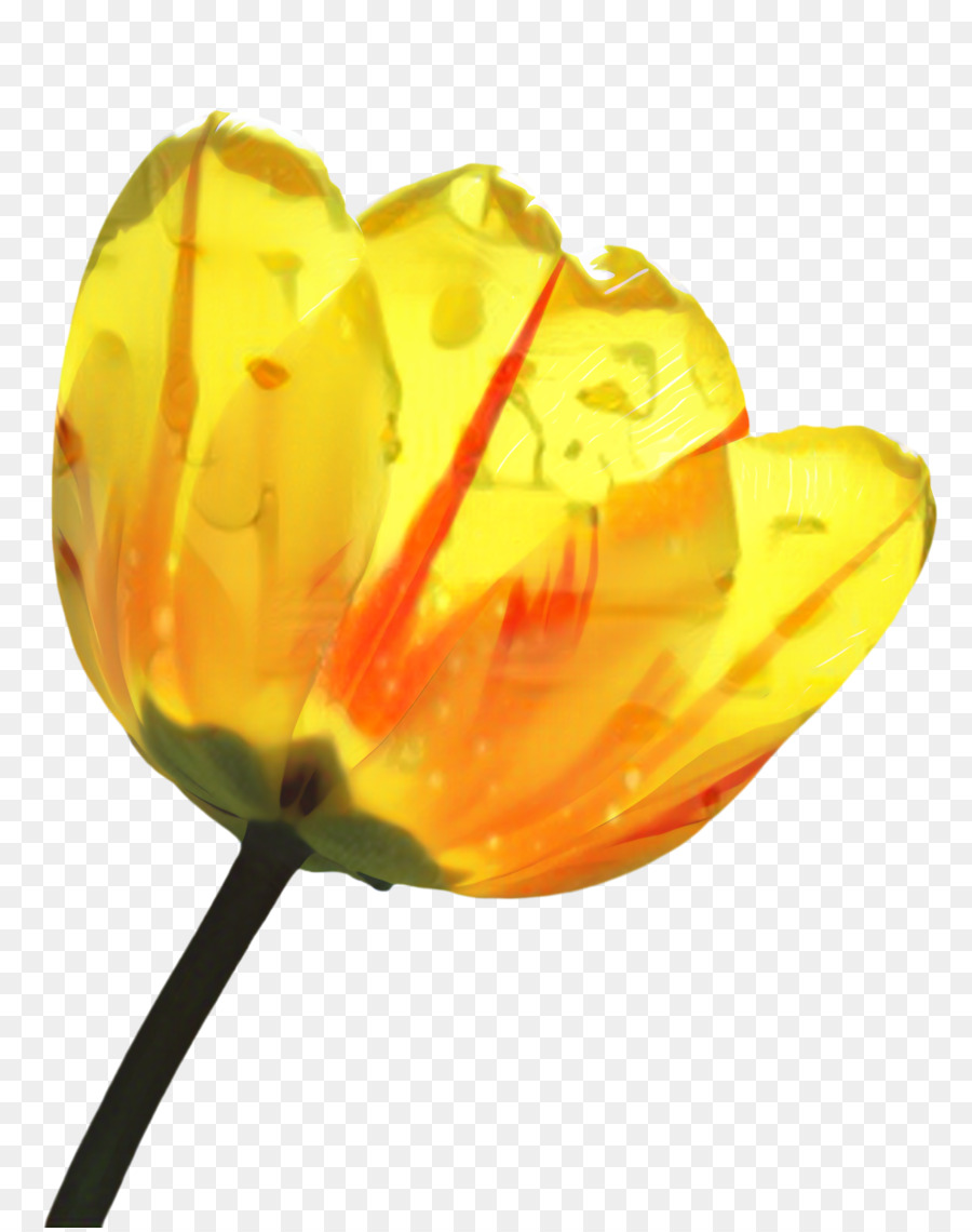 Tulip Yellow Plant-Stammblumenblatt-Anlagen - 