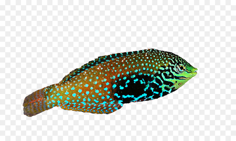 Leopard Wrasse Biologie Fisch - Lippfische