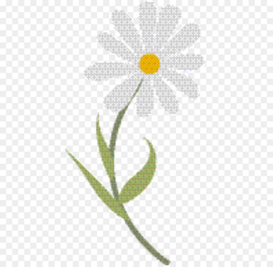 Oxeye daisy Petal Hoa mẫu thực vật - 