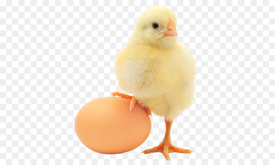 uovo - un uovo di gallina