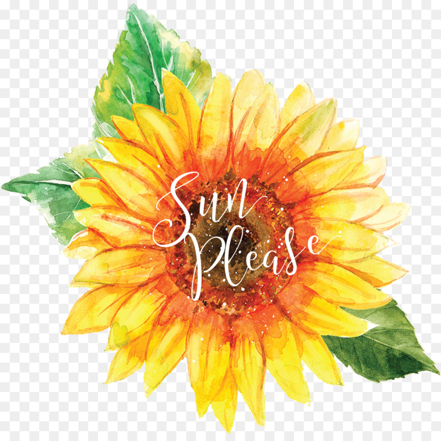 Sonnenblume - Sonnenblumenöl