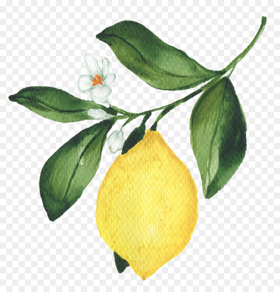 Orange - Indonesien Limonade