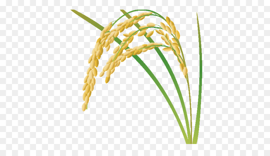 Reis Getreide - Reisfelder
