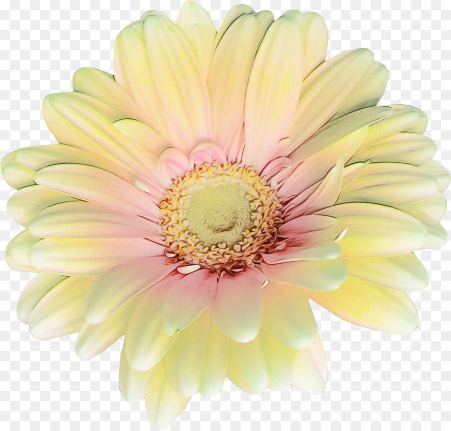 Transvaal-Gänseblümchen-Chrysantheme-Schnittblumen gelbes Blumenblatt - 