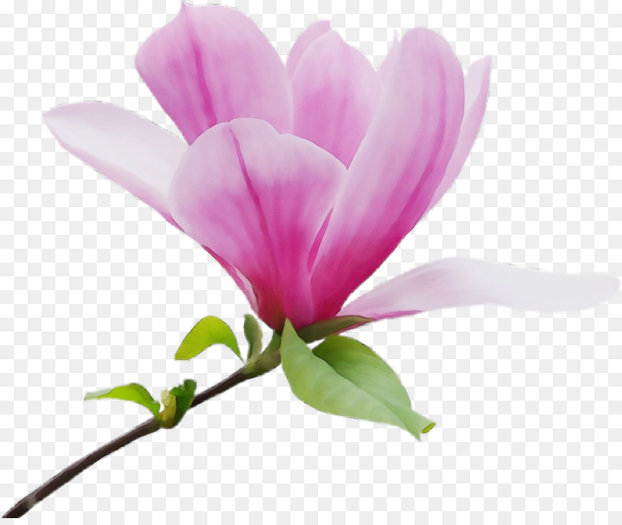 Hoa mộc lan phương Nam Hoa mộc lan liliiflora Vẽ minh bạch - png tải về -  Miễn phí trong suốt Hoa png Tải về.