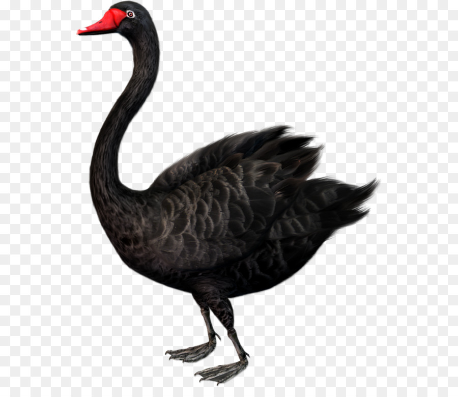 Duck Cartoon png download - 600*761 - Free Transparent Black Swan png  Download. - CleanPNG / KissPNG