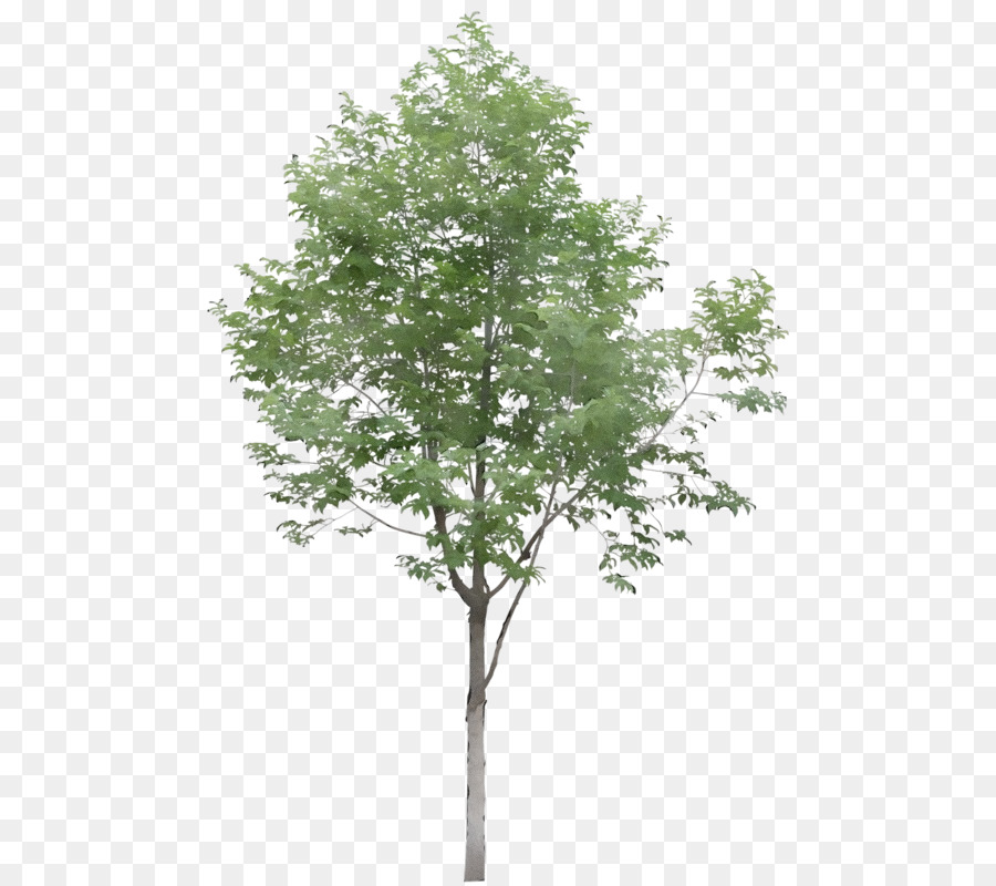 Pioppo bianco Albero Pianta legnosa Piante Arbusto - 