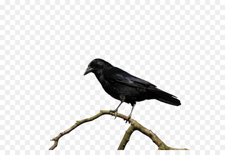 American crow, Rook Neue Caledonian Krähe Raven - Rabe png