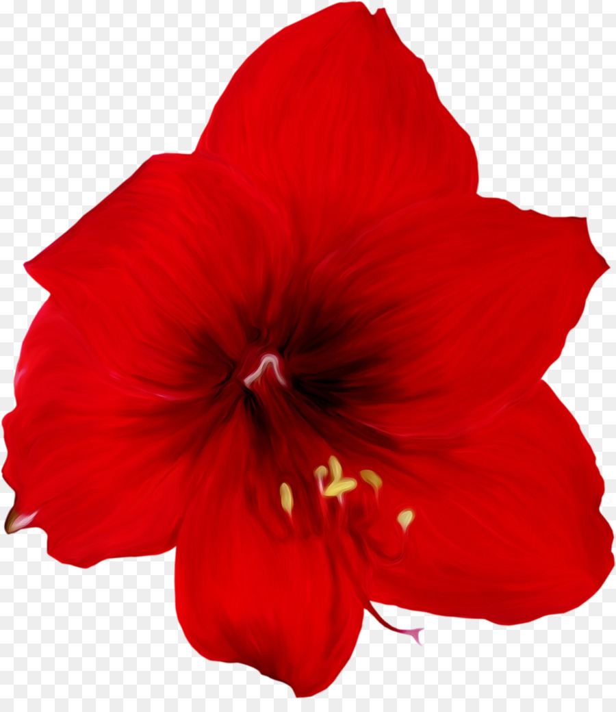 Rosemallows Amaryllis Jersey lily Yandex Plants - 