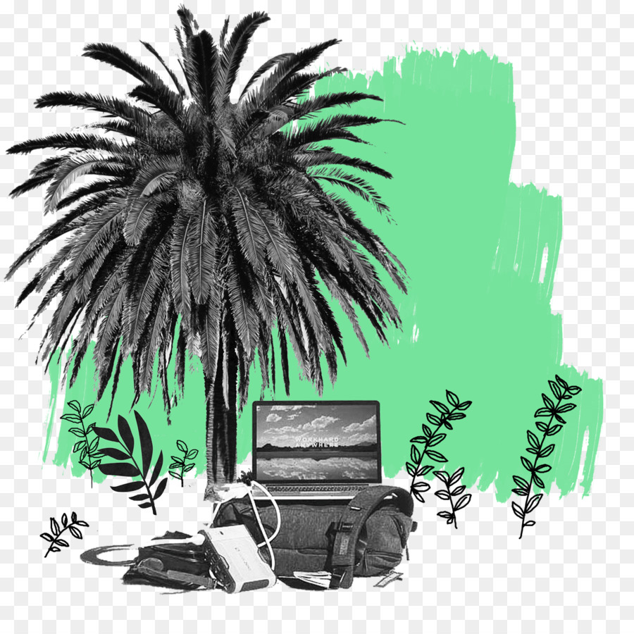 Palmen - Australien Entdecker