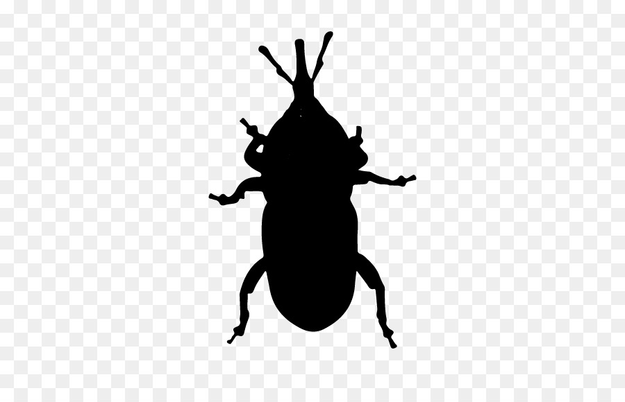 Rüsselkäfer-Insekten-Schattenbild-Bestäuber-Membran - Menschen Bettwanze