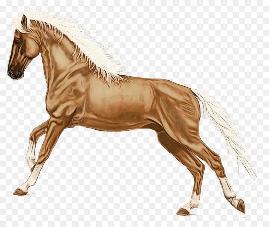 Bờm Ngựa Mustang Stallion Kiềm - 