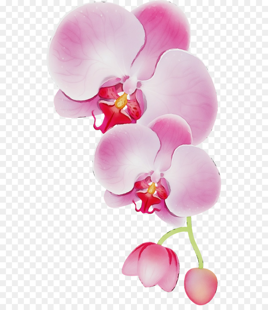 Vẽ hoa lan Tranh màu nước hoa  png tải về  Miễn phí trong suốt Moth  Orchid png Tải về